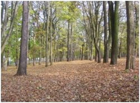 Ścieżka w parku